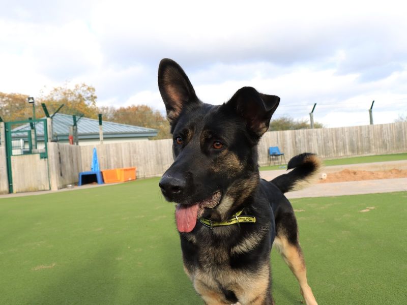 German Shepherd for adoption in Evesham, Worcestershire – 1 year old