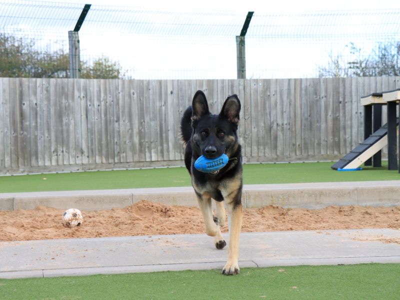German Shepherd for adoption in Evesham, Worcestershire – 1 year old - Image 6 of 7