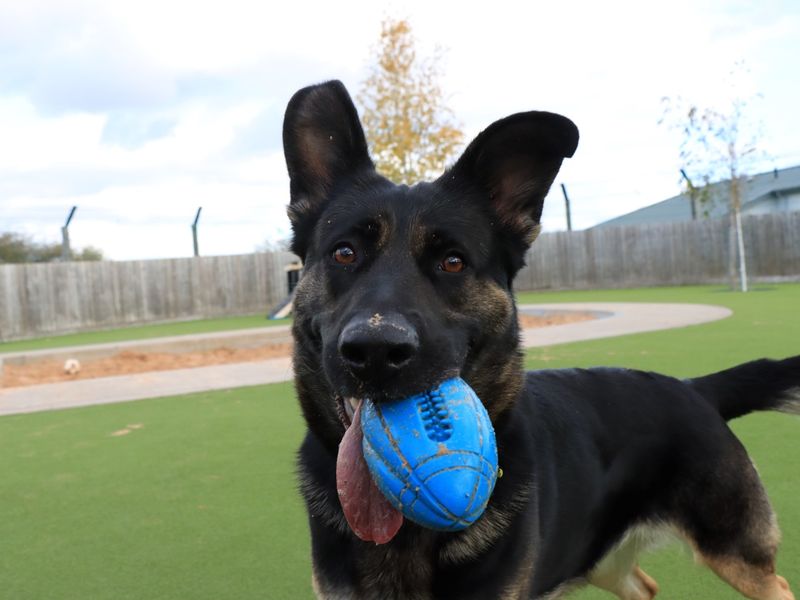 German Shepherd for adoption in Evesham, Worcestershire – 1 year old - Image 7 of 7