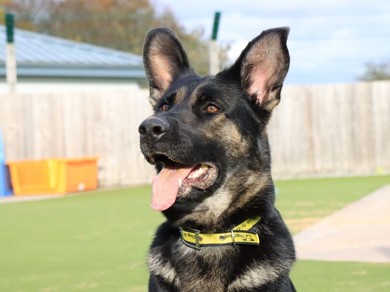 German Shepherd for adoption in Evesham, Worcestershire – 1 year old - Image 5 of 7