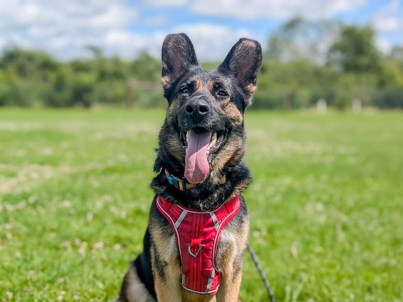 undefined | German Shepherd Dog | undefined - 2