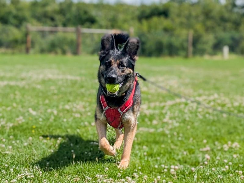 undefined | German Shepherd Dog | undefined - 9
