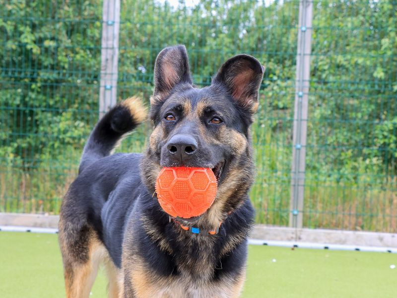 undefined | German Shepherd Dog | undefined - 5