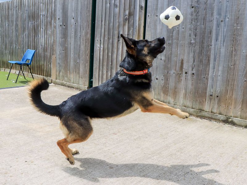 undefined | German Shepherd Dog | undefined - 3