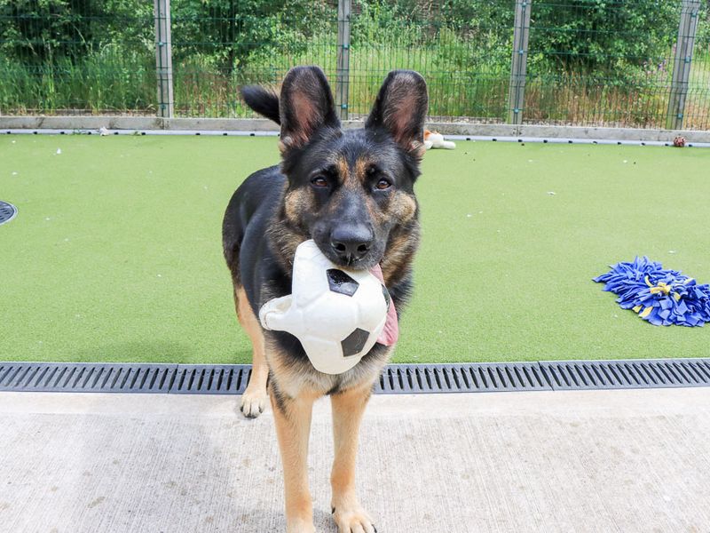 undefined | German Shepherd Dog | undefined - 6