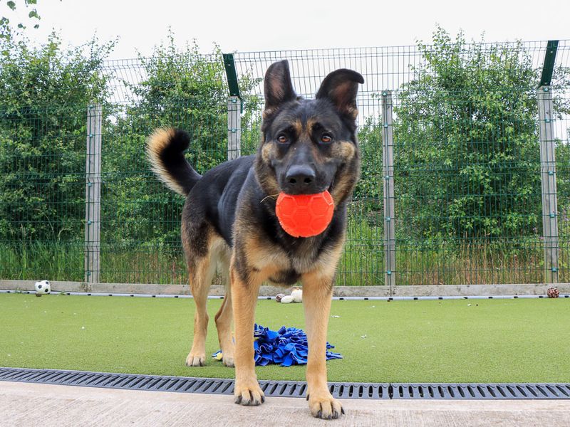 undefined | German Shepherd Dog | undefined - 7