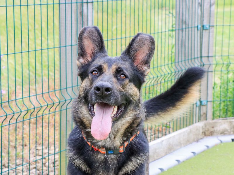 undefined | German Shepherd Dog | undefined - 8