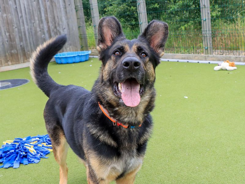 undefined | German Shepherd Dog | undefined - 10