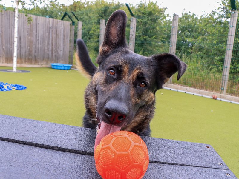 undefined | German Shepherd Dog | undefined - 1
