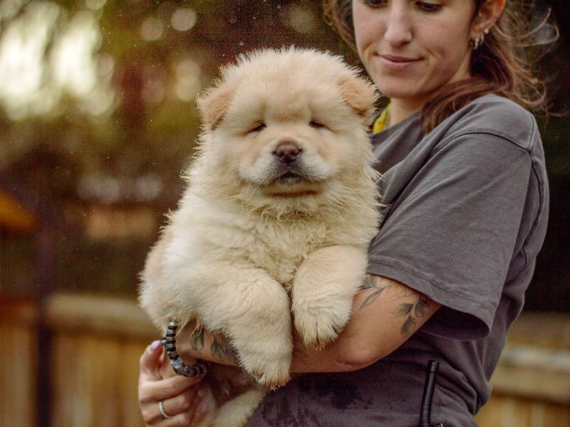 Sam, a 2 months old male Chow Chow available for adoption from Dogs Trust in Kenilworth, West Midlands