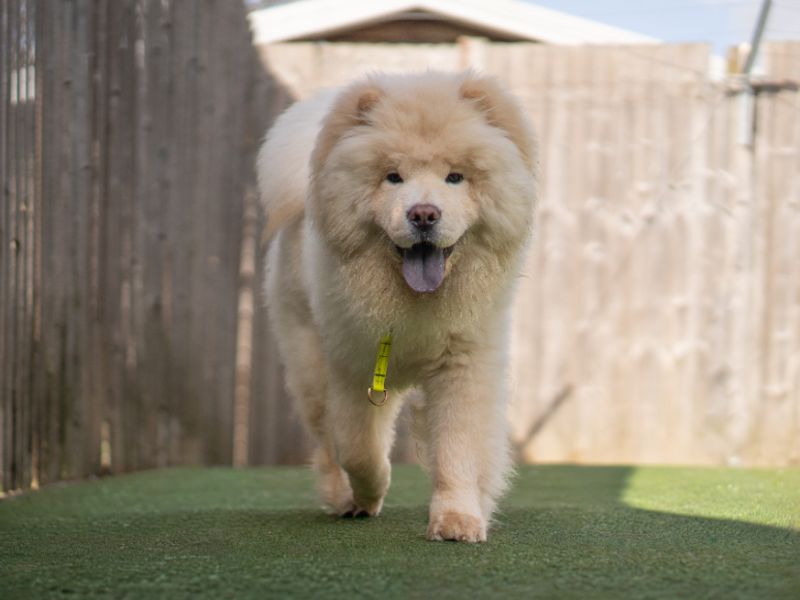 Yogi | Chow Chow | Kenilworth (West Midlands) - 1