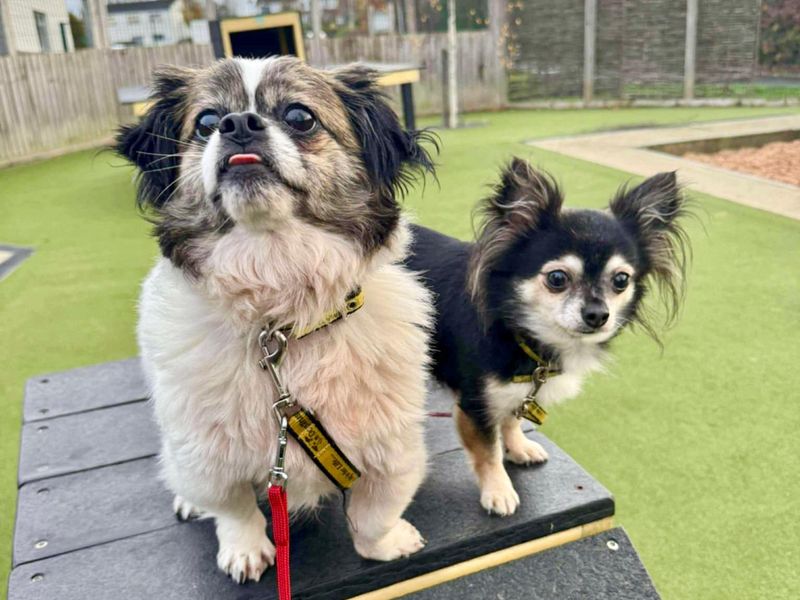 Shih Tzu for adoption in Evesham, Worcestershire – 4 years old