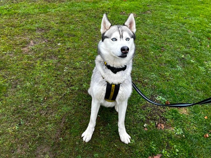 Siberian Husky for adoption in Chestfield, Kent – 1 year old