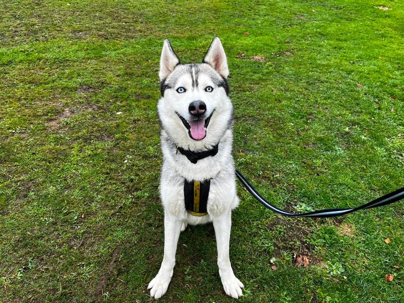 Siberian Husky for adoption in Chestfield, Kent – 1 year old - Image 2 of 2