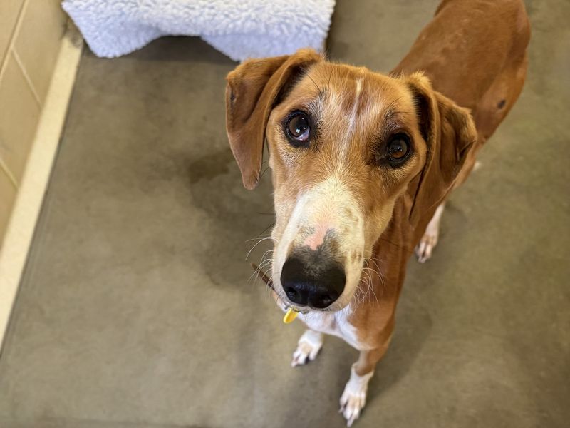 Fred, a 4 years old male Lurcher available for adoption from Dogs Trust in Basildon, Essex