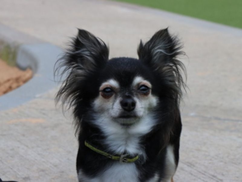 Eevee, a 6 years old female Chihuahua available for adoption from Dogs Trust in Evesham, Worcestershire