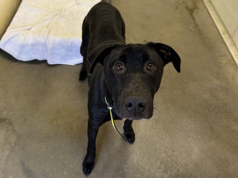 Aria | Retriever (Labrador) Cross | Basildon (Essex) - 1