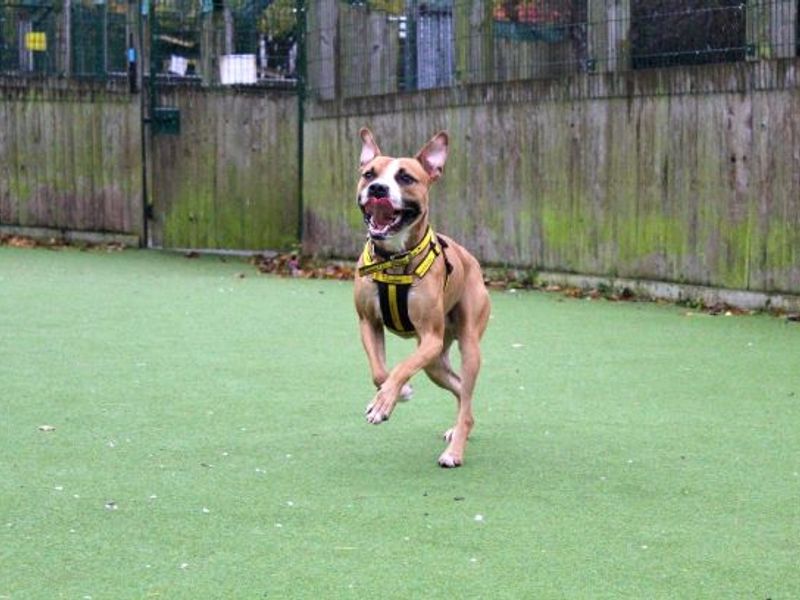 Boxer for adoption in Glasgow, Scotland – 2 years old - Image 2 of 5