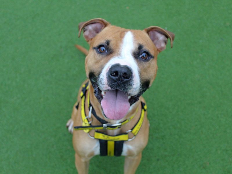 Boxer for adoption in Glasgow, Scotland – 2 years old - Image 3 of 5