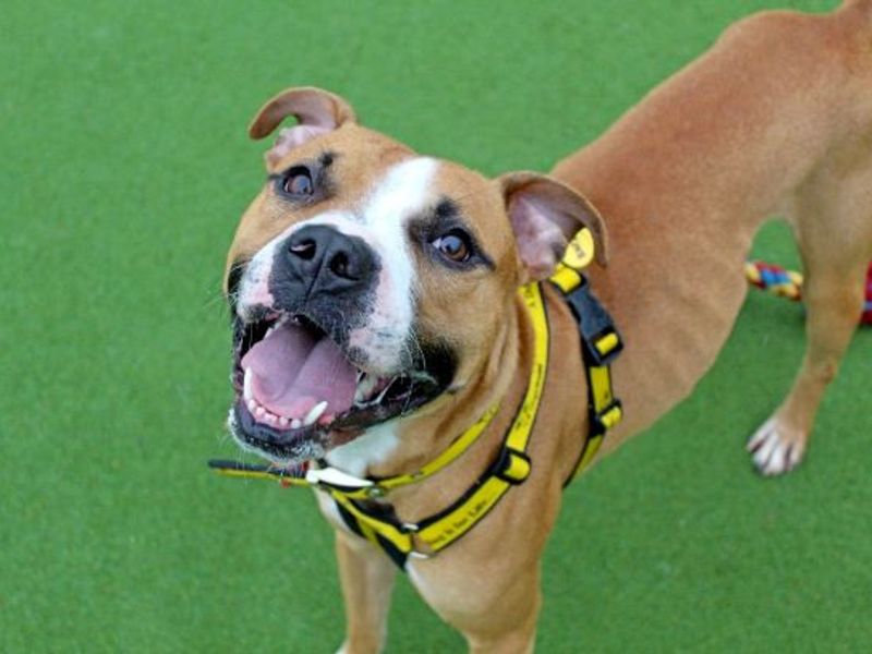 Boxer for adoption in Glasgow, Scotland – 2 years old - Image 4 of 5