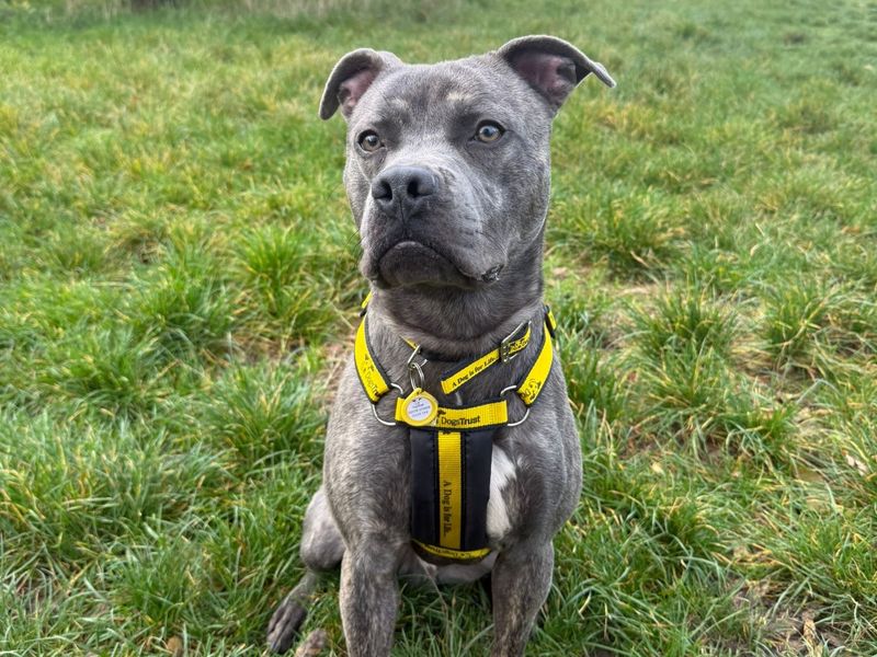 Staffordshire Bull Terrier for adoption in Telford, Shropshire – 1 year old - Image 3 of 4
