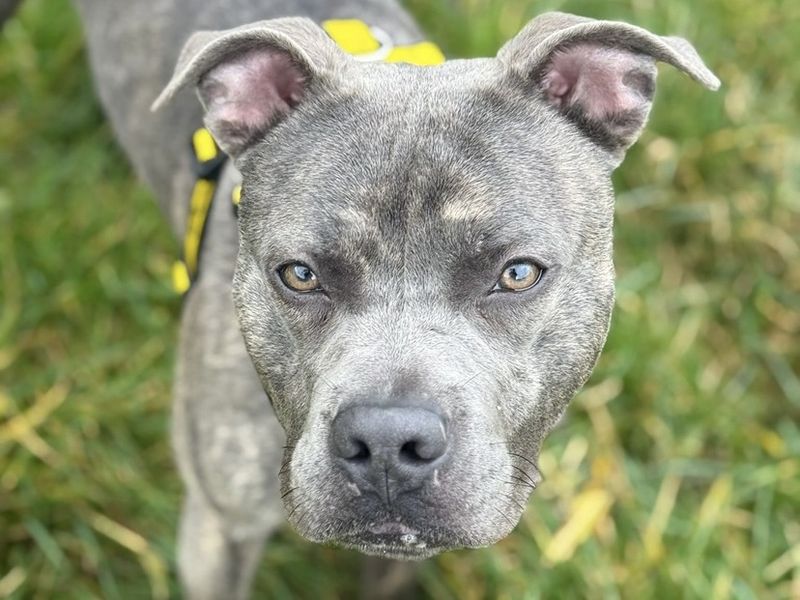 Staffordshire Bull Terrier for adoption in Telford, Shropshire – 12 months old