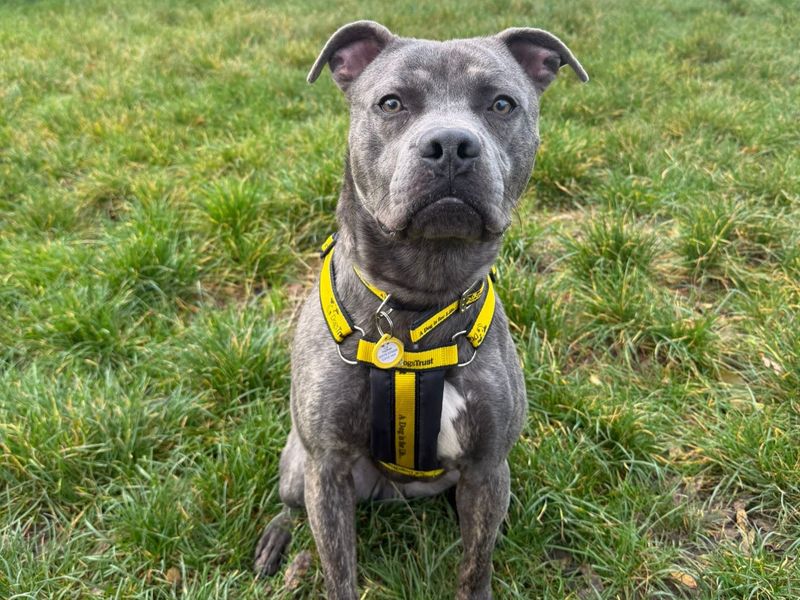 Staffordshire Bull Terrier for adoption in Telford, Shropshire – 1 year old - Image 2 of 4
