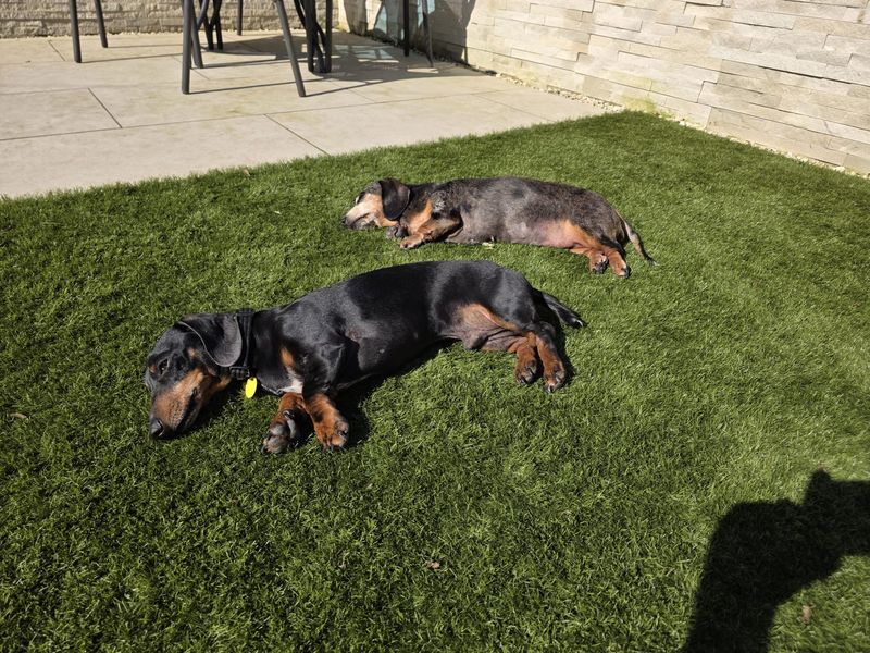 Minnie | Dachshund (Miniature Smooth Haired) | Salisbury (Wiltshire) - 1