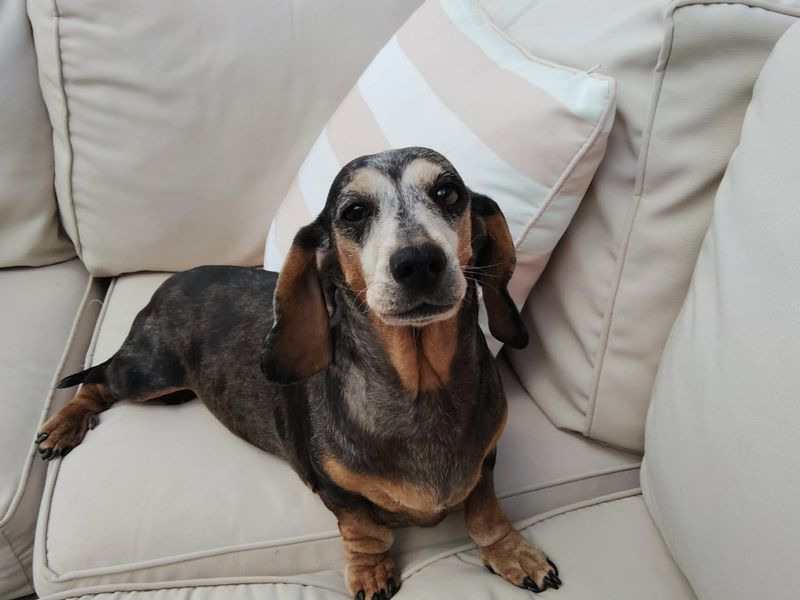 Minnie | Dachshund (Miniature Smooth Haired) | Salisbury (Wiltshire) - 1