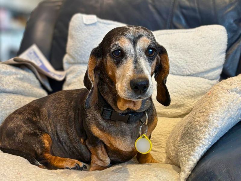 undefined | Dachshund (Miniature Smooth Haired) | undefined - 1