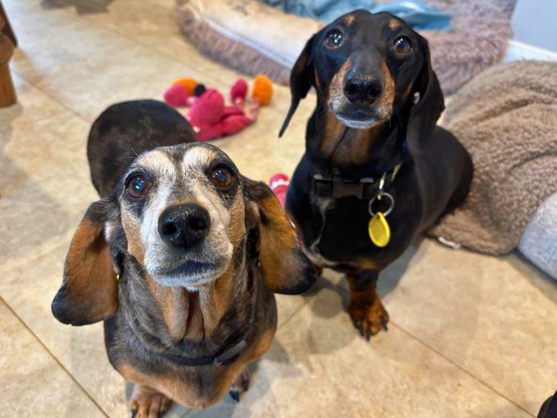 undefined | Dachshund (Miniature Smooth Haired) | undefined - 2