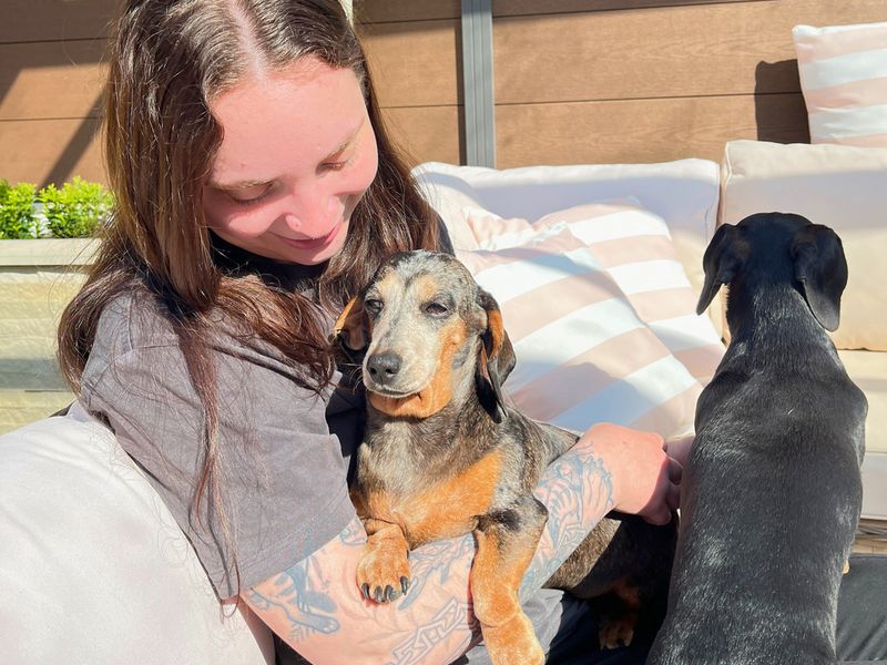 undefined | Dachshund (Miniature Smooth Haired) | undefined - 3