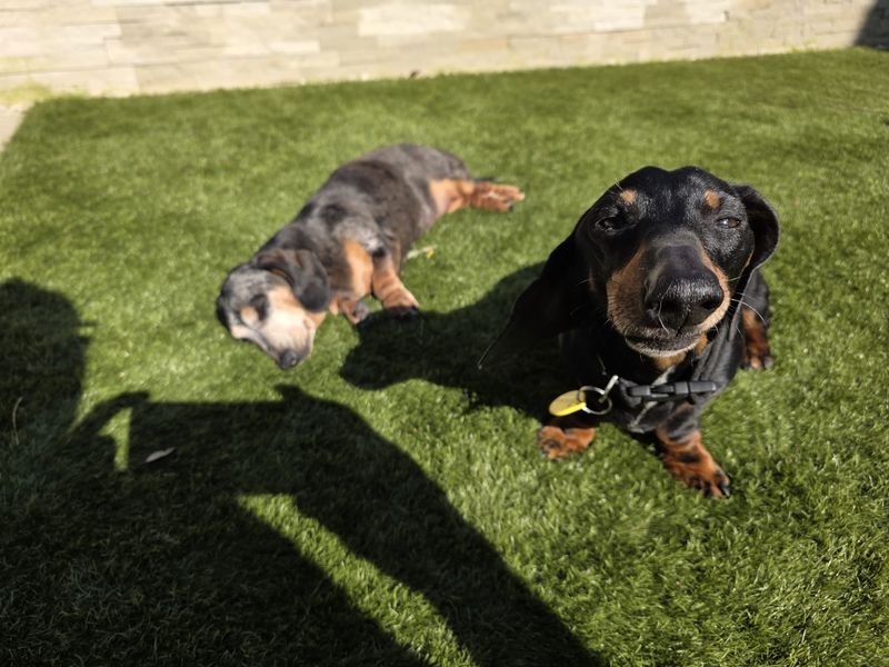 Dachshund Dogs And Puppies For Adoption