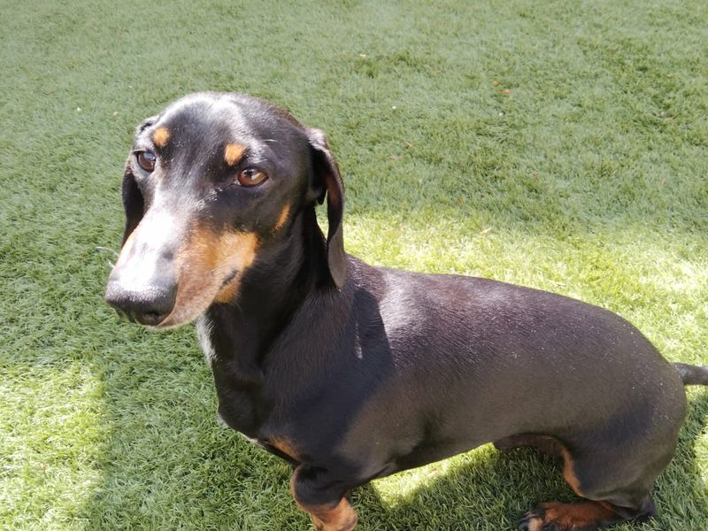 Lewis | Dachshund (Miniature Smooth Haired) | Salisbury (Wiltshire) - 1