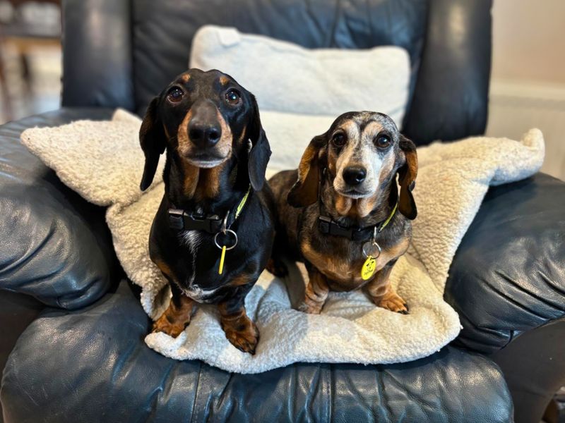 undefined | Dachshund (Miniature Smooth Haired) | undefined - 4