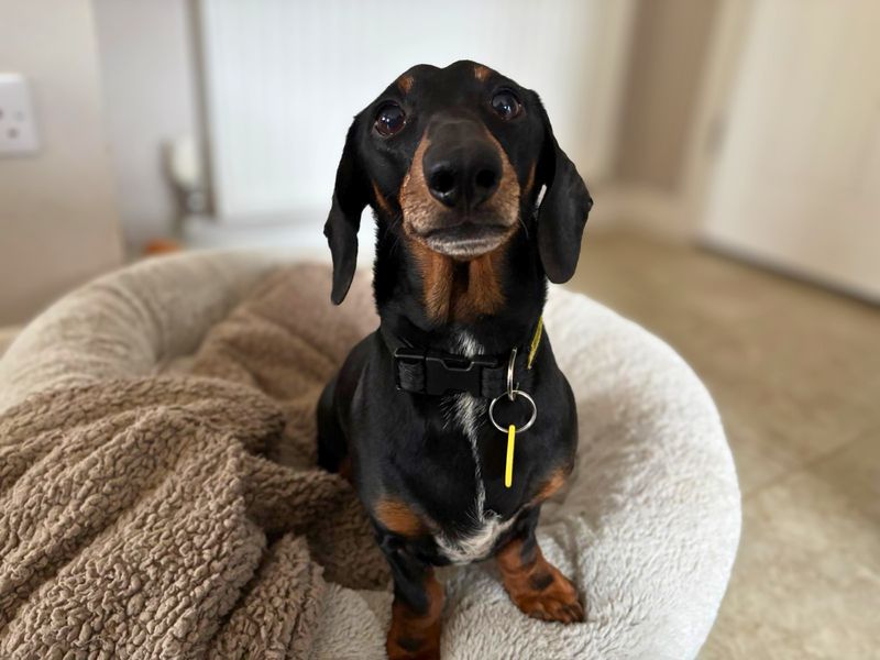 undefined | Dachshund (Miniature Smooth Haired) | undefined - 1
