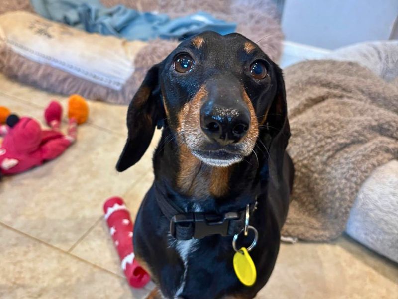 undefined | Dachshund (Miniature Smooth Haired) | undefined - 3