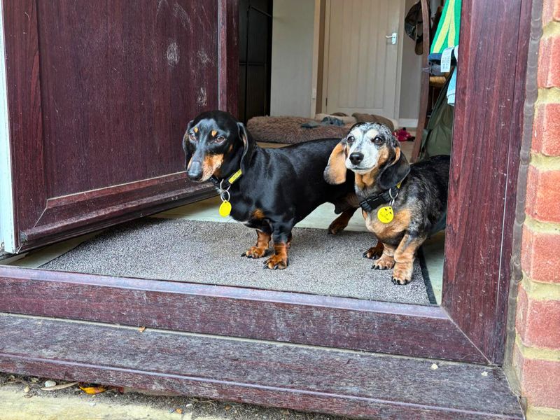 undefined | Dachshund (Miniature Smooth Haired) | undefined - 5