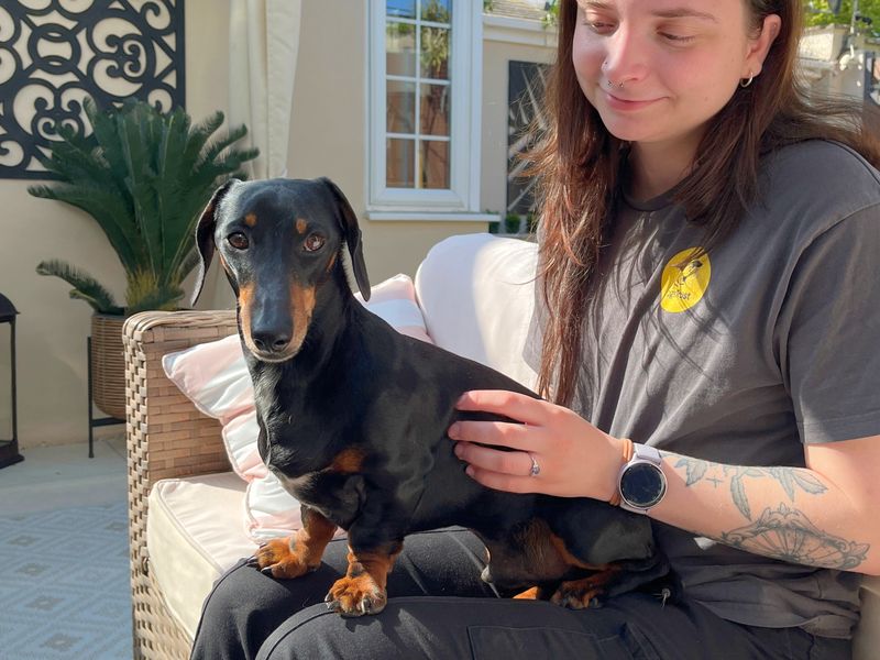 undefined | Dachshund (Miniature Smooth Haired) | undefined - 2