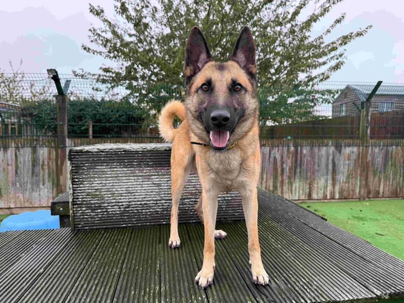 Pluto, a 4 years old male Belgian Shepherd available for adoption from Dogs Trust in Loughborough, Leicestershire