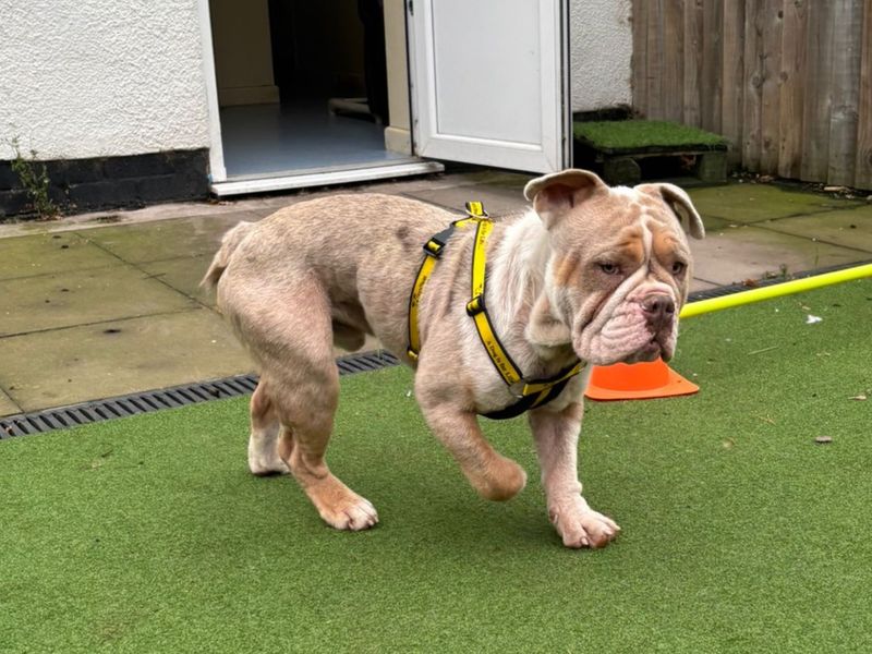 Moose | Bulldog | Kenilworth (West Midlands) - 1