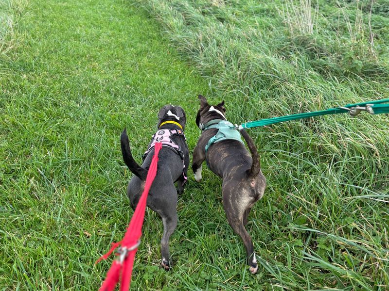 Staffordshire Bull Terrier for adoption in Shoreham by Sea, West Sussex – 1 year old - Image 3 of 5