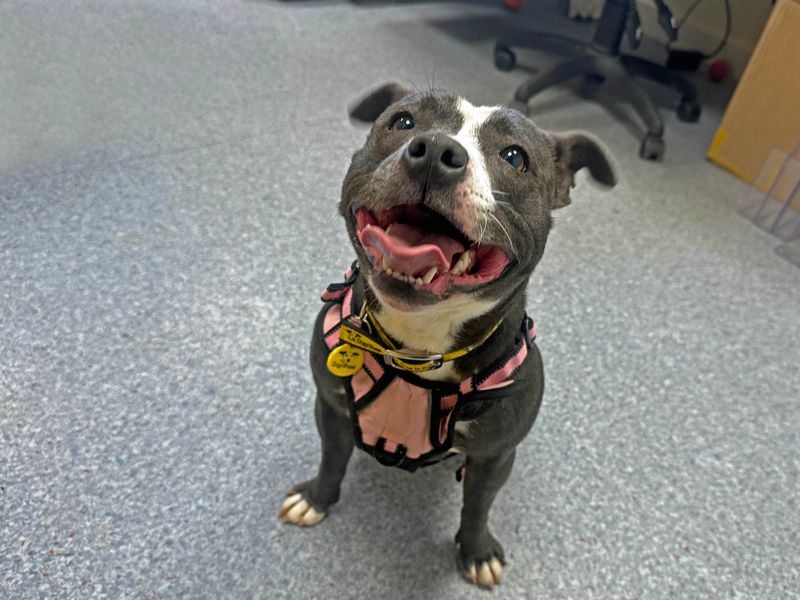 Staffordshire Bull Terrier for adoption in Shoreham by Sea, West Sussex – 1 year old - Image 2 of 5