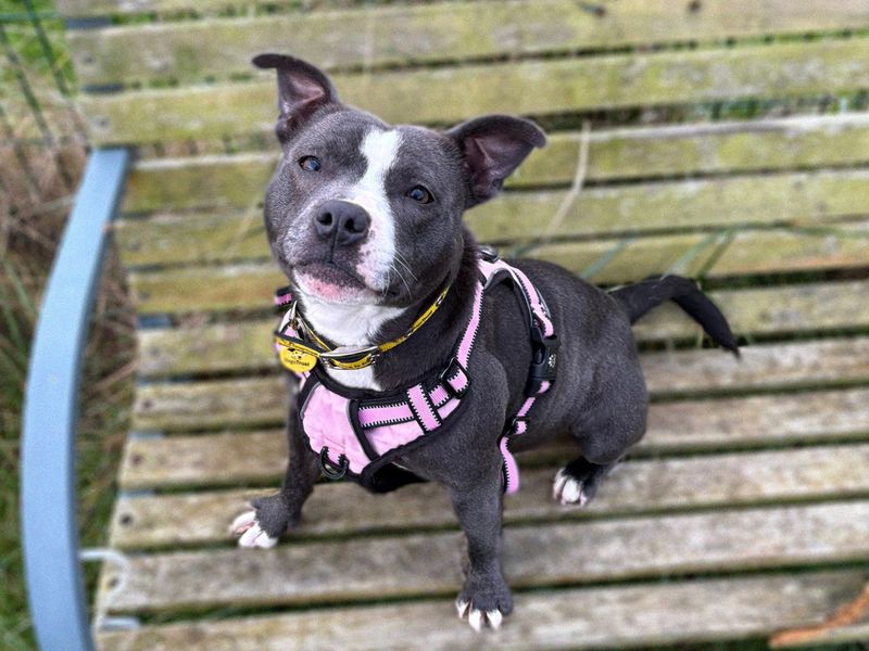 Staffordshire Bull Terrier for adoption in Shoreham by Sea, West Sussex – 1 year old - Image 5 of 5