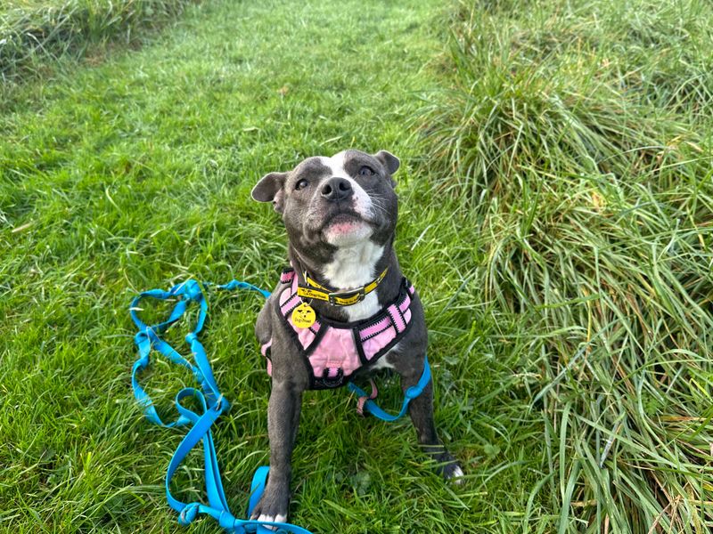 Mae | Terrier (Staffordshire Bull) | Shoreham (Sussex) - 1