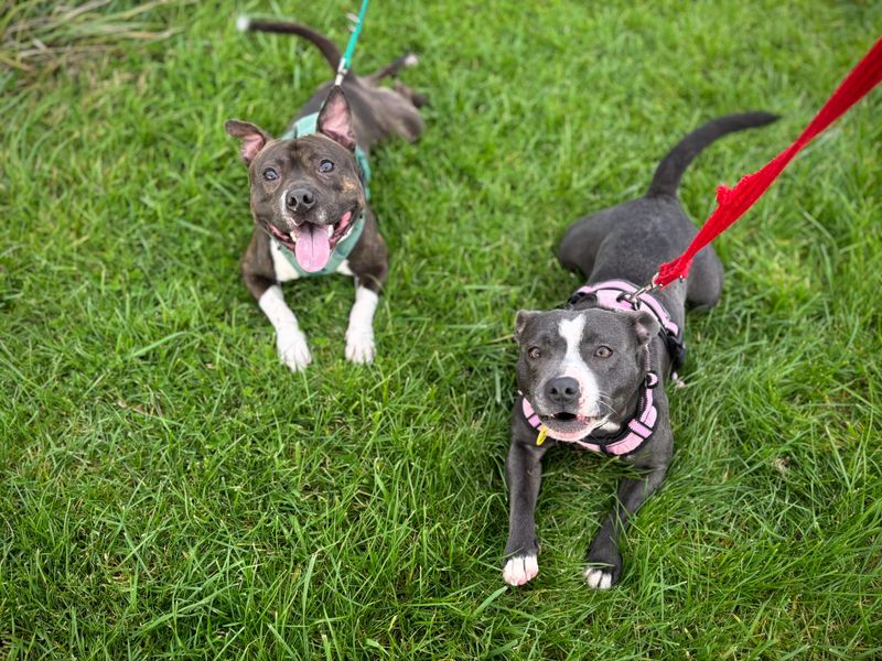 Staffordshire Bull Terrier for adoption in Shoreham by Sea, West Sussex – 1 year old - Image 4 of 5