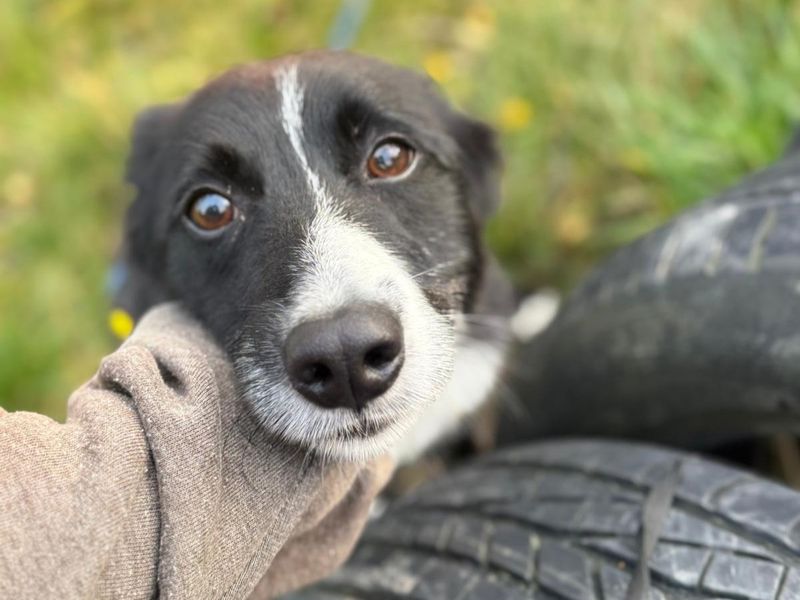 Border Collie for adoption in Telford, Shropshire – 4 years old
