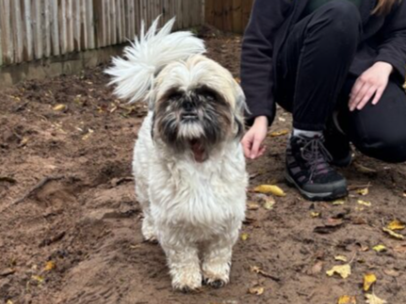 Shih Tzu for adoption in Wymeswold, Leicestershire – 2 years old - Image 4 of 4