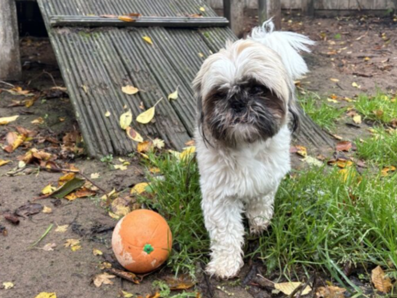 Shih Tzu for adoption in Wymeswold, Leicestershire – 2 years old - Image 2 of 4