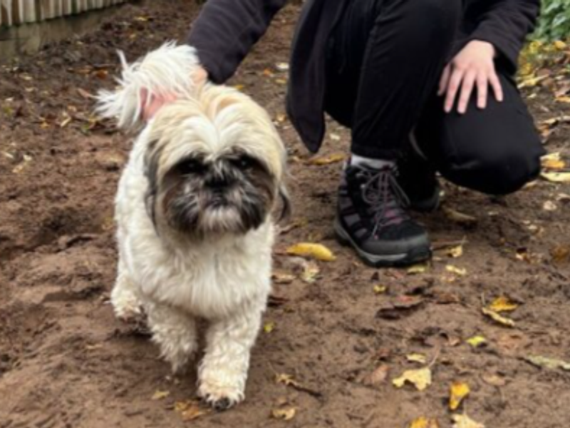 Shih Tzu for adoption in Wymeswold, Leicestershire – 2 years old - Image 3 of 4